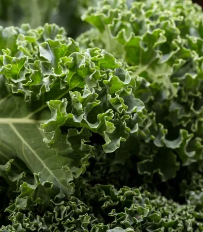 Curly Kale Vates blue- 250 seeds
