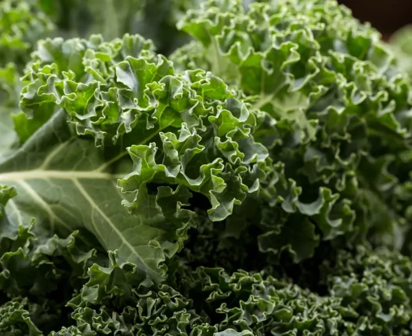 Curly Kale Vates blue- 250 seeds