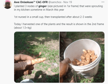 Ginger Production In Nigeria Farmsquare