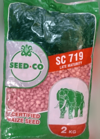 SC 719 Maize Hybrid Seeds (White) -2kg