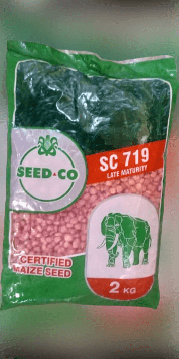 SC 719 Maize Hybrid Seeds (White) -2kg