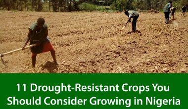 11 Drought-Resistant Crops You Should Consider Growing in Nigeria