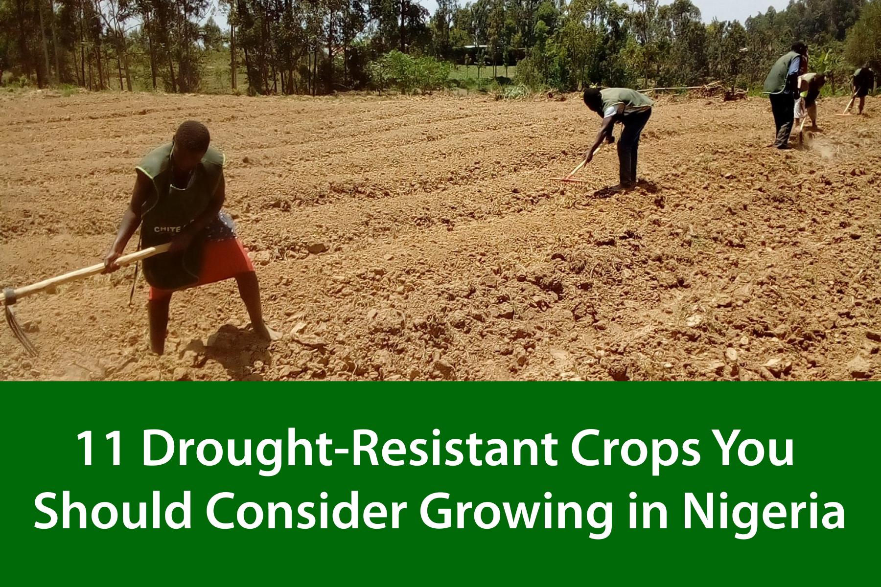 11 Drought-Resistant Crops You Should Consider Growing in Nigeria