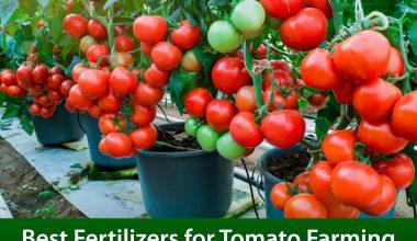 Boost Your Tomato Farming in Nigeria with These Proven, Potent Fertilizers