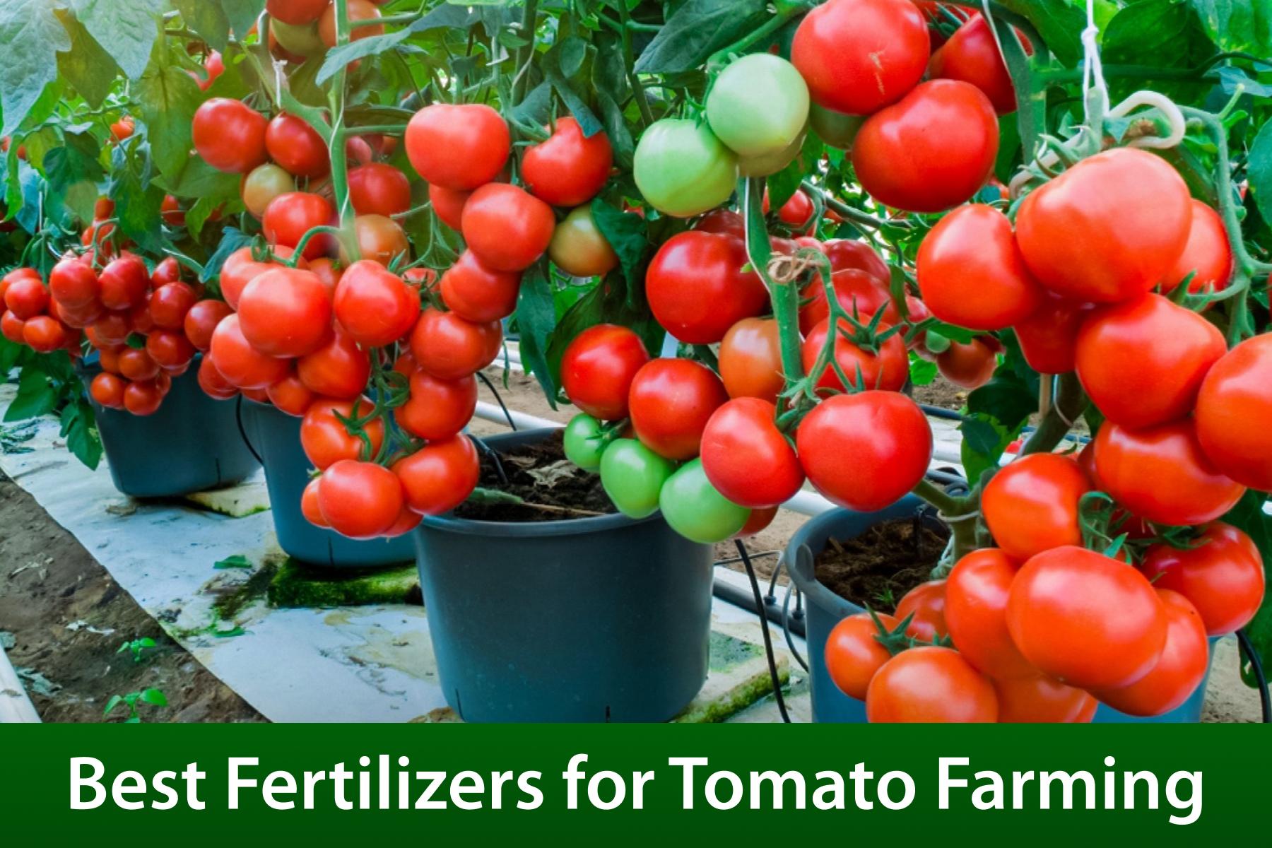 Boost Your Tomato Farming in Nigeria with These Proven, Potent Fertilizers