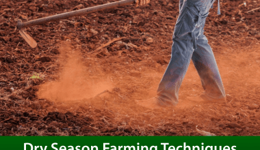 Important Dry Season Farming Techniques For Vegetable Farmers