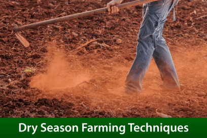 Important Dry Season Farming Techniques For Vegetable Farmers