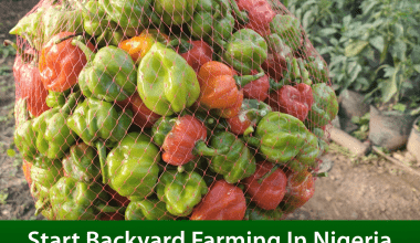 Start Backyard Farming In Nigeria