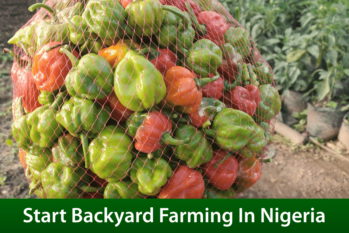 Start Backyard Farming In Nigeria