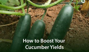 How to Boost Your Cucumber Yields