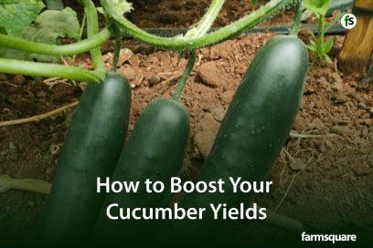 How to Boost Your Cucumber Yields