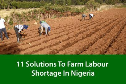 11 Solutions To Farm Labour Shortage In Nigeria