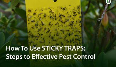 Steps to Effective Pest Control with Sticky Traps
