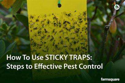 Steps to Effective Pest Control with Sticky Traps