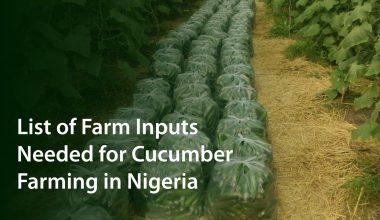 Farm Inputs Needed for Cucumber Farming in Nigeria