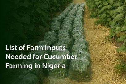 Farm Inputs Needed for Cucumber Farming in Nigeria