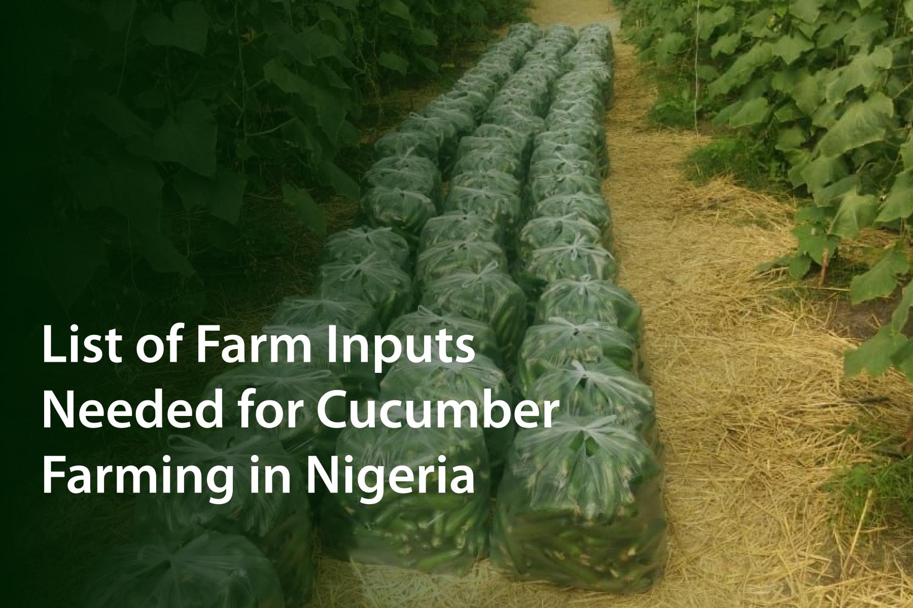 List of Farm Inputs Needed for Cucumber Farming in Nigeria