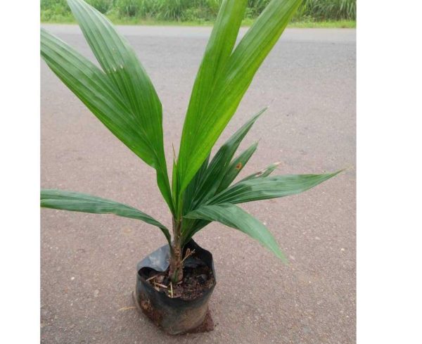 Tenera Oil Palm seedlings