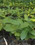 Bitter Kola Seedlings