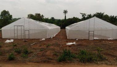 Expert Advocates Greenhouse Farming in Nigeria