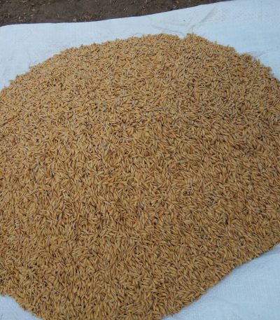 Premier Rice Seeds
