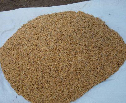 Premier Rice Seeds