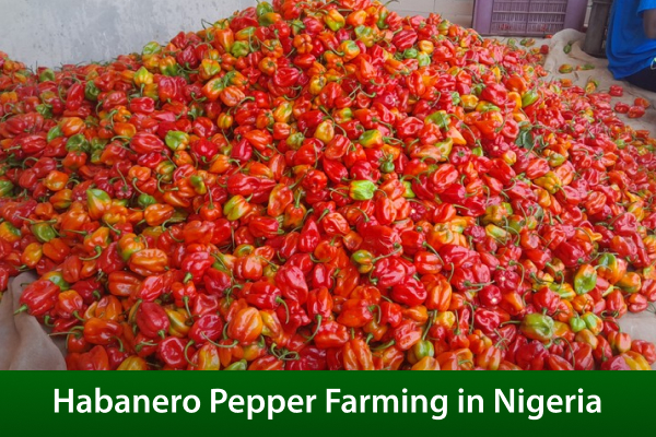 Habanero Pepper farming