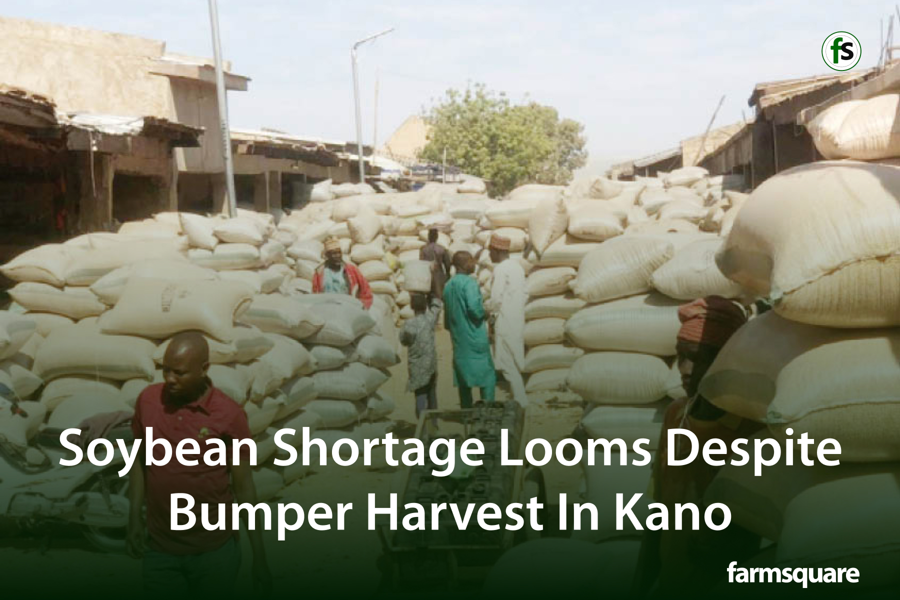 Soybean Shortage Looms Despite Bumper Harvest In Kano