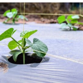 Agricultural Mulch Film