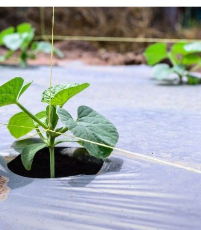 Agricultural Mulch Film