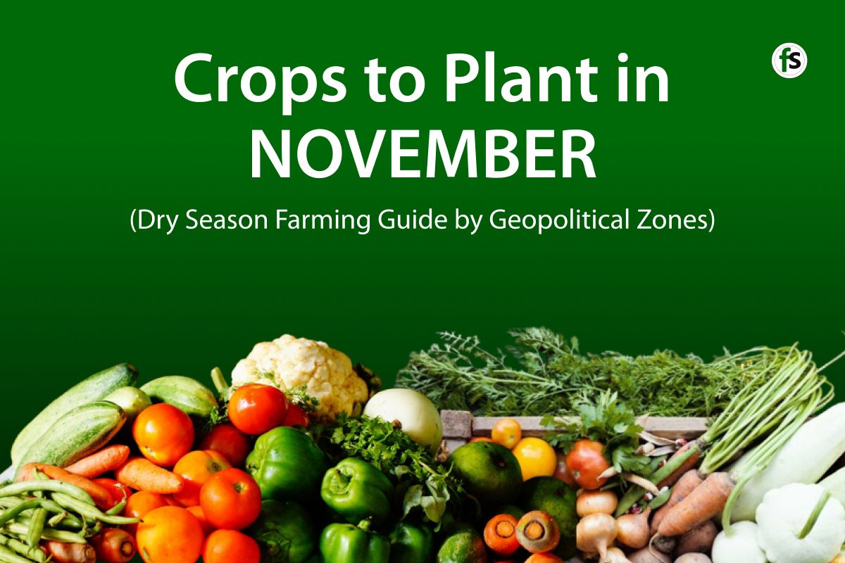 Crops to Plant in November in Nigeria