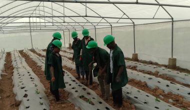 Greenhouses