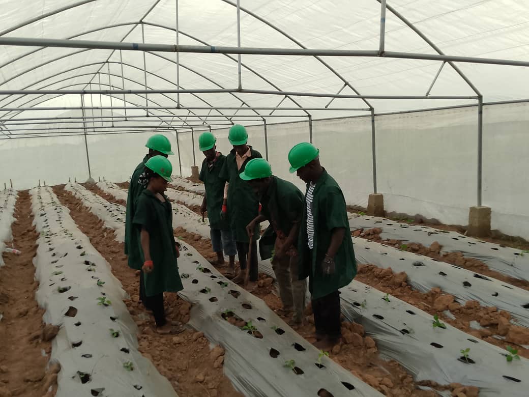 Cost of Greenhouse Construction in Nigeria