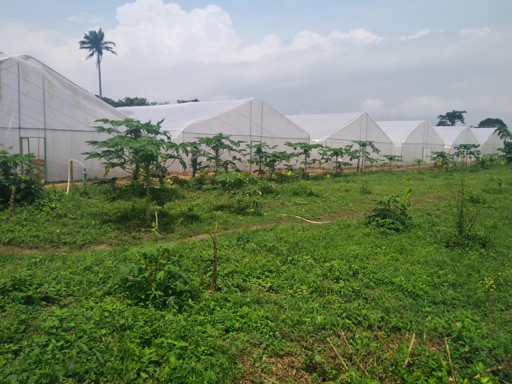 Gohtic 1 10m x 30m Greenhouse Gothic Design - Image 1