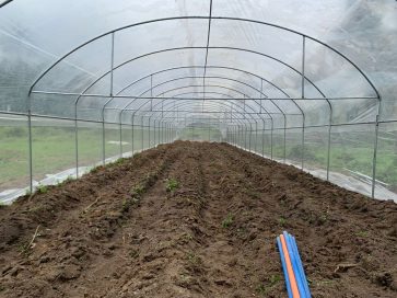 Greenhouse farming in Nigeria