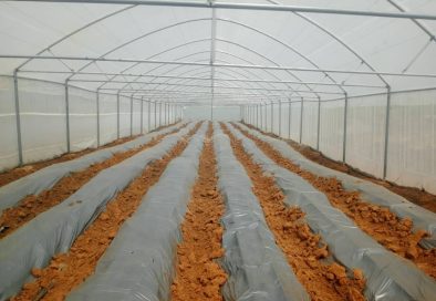 Greenhouse prices and installation guide