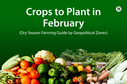Crops to Plant in February in Nigeria