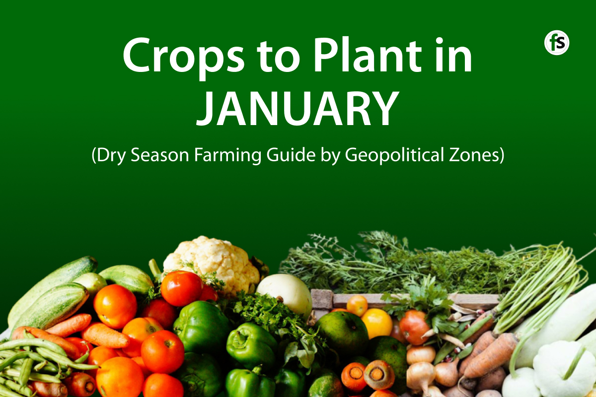 Crops to Plant in January in Nigeria