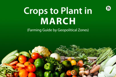 Crops to Plant in March in Nigeria