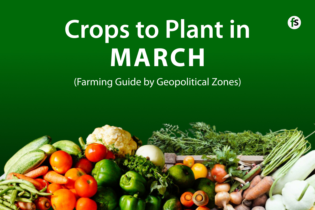 Crops to Plant in March in Nigeria