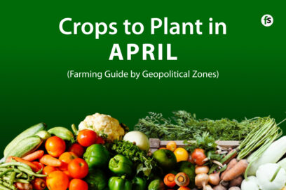 Crops to Plant in April in Nigeria