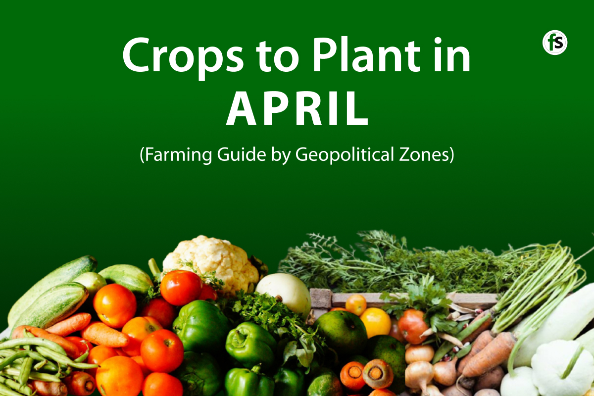 Crops to Plant in April in Nigeria