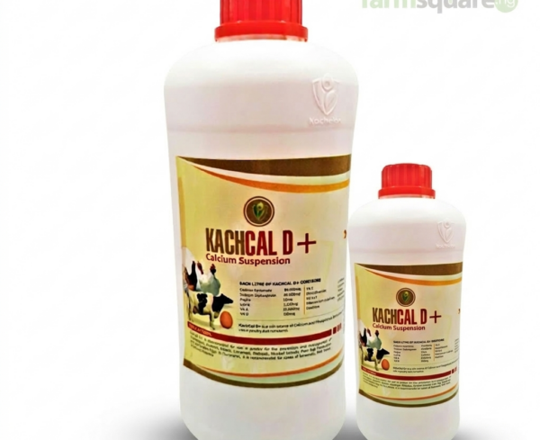 Kachcal D plus calcium supplement for poultry and livestock