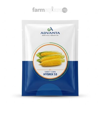 Hybrid 53 Sweetcorn Seeds | (Advanta Brand)250g