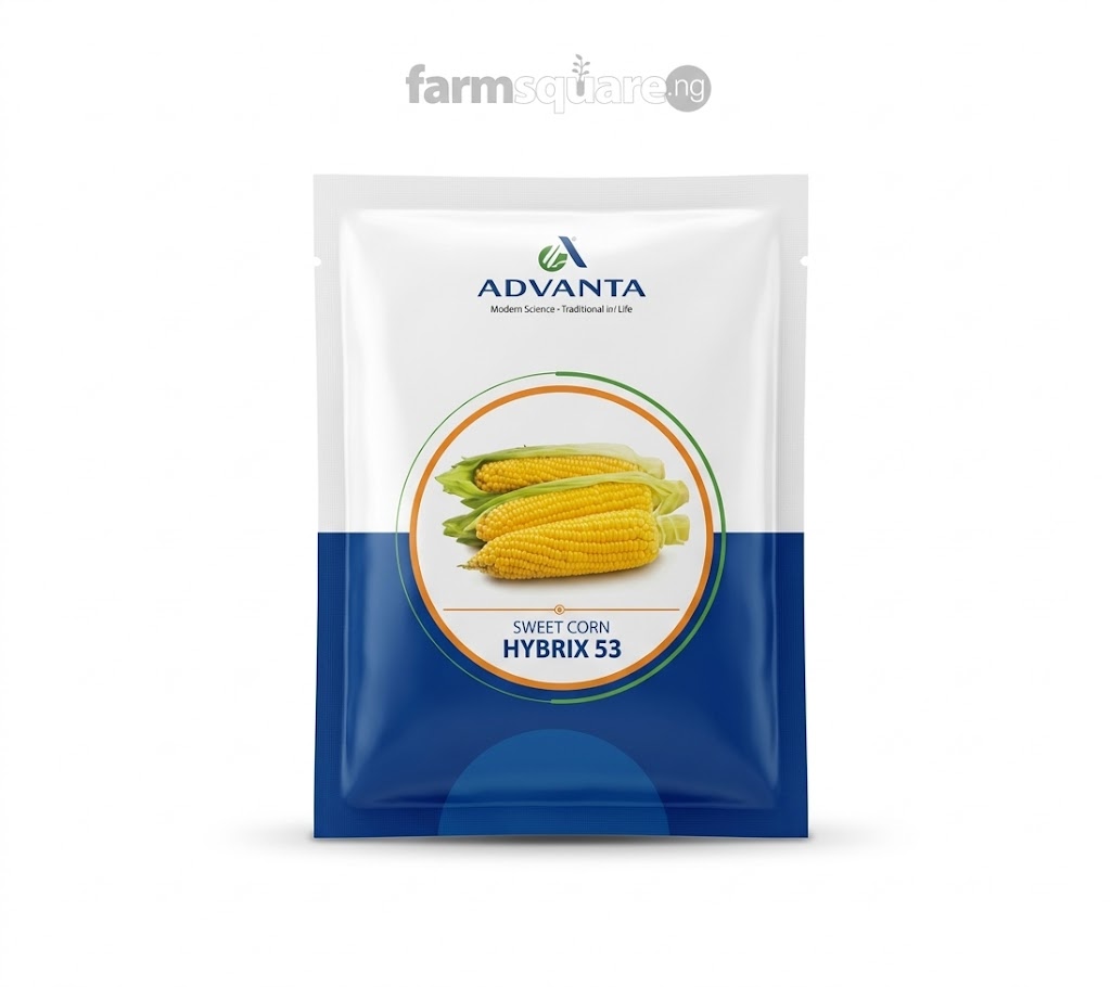 Sweetcorn Hybrix Advanta Hybrid 53 Sweetcorn Seeds | (Advanta Brand)250g