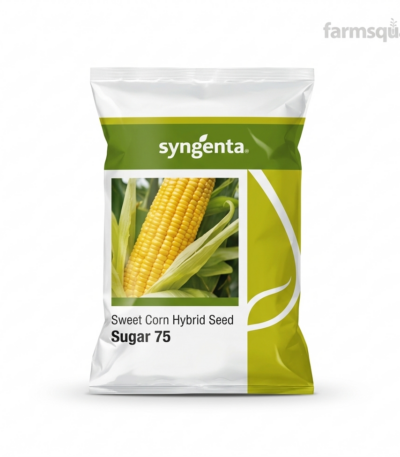 Syngenta Hybrid Sweet Corn Seeds | 500g