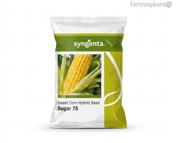 Syngenta Hybrid Sweet Corn Seeds | 500g