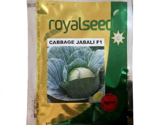Cabbage Jabaili Seeds