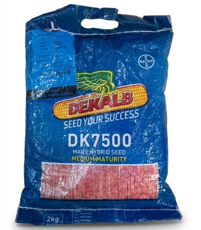 DK7500 Hybrid Maize Seeds