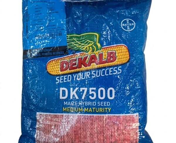 DK7500 Hybrid Maize Seeds